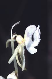 Attēlu rezultāti vaicājumam “Epipogium aphyllum flower”