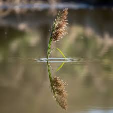 Attēlu rezultāti vaicājumam “Phragmites communis fruit”