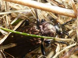 Attēlu rezultāti vaicājumam “Carabus granulatus”
