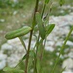 Attēlu rezultāti vaicājumam “Linum catharticum fruit”