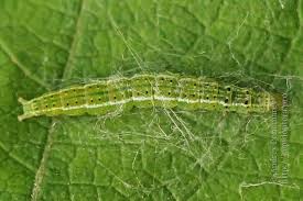 Attēlu rezultāti vaicājumam “Ypsolopha parenthesella”