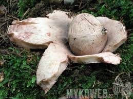 Attēlu rezultāti vaicājumam “Geastrum rufescens”