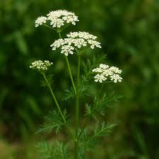 Attēlu rezultāti vaicājumam “Carum carvi leaf”