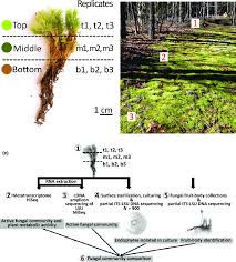 Attēlu rezultāti vaicājumam “| Dicranum”