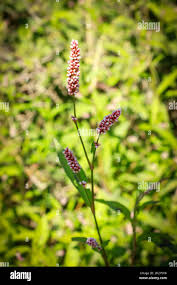 Attēlu rezultāti vaicājumam “Persicaria maculosa flower”