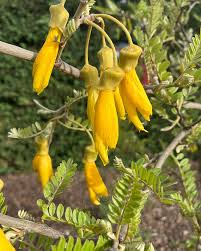 Attēlu rezultāti vaicājumam “Cystiphora sanguinea”