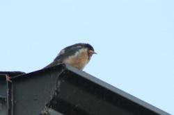 Attēlu rezultāti vaicājumam “Hirundo rustica juvenile”