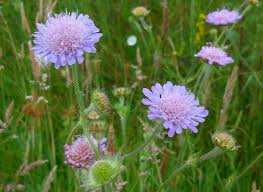 Image result for Knautia arvensis