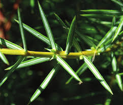 Attēlu rezultāti vaicājumam “Juniperus communis leaf”