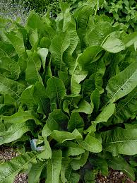 Attēlu rezultāti vaicājumam “Armoracia rusticana”