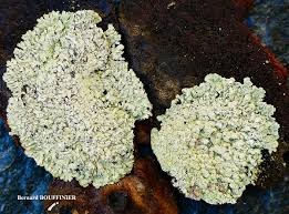 Attēlu rezultāti vaicājumam “Parmeliopsis ambigua”