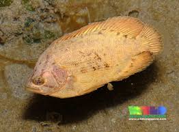 Image result for Lobotes surinamensis