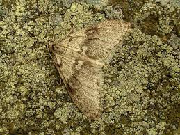 Attēlu rezultāti vaicājumam “Trichopteryx carpinata”