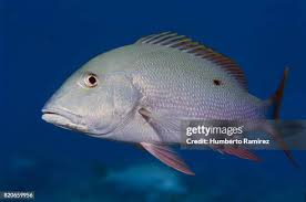 Image result for Lutjanus analis