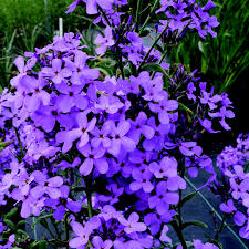 Attēlu rezultāti vaicājumam “Hesperis matronalis”