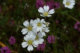 Attēlu rezultāti vaicājumam “Cerastium arvense flower”