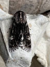 Attēlu rezultāti vaicājumam “Brachionycha nubeculosa”