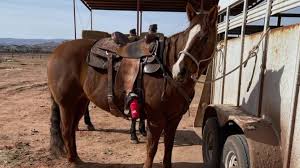 Image result for Black Horse Ballooning Club