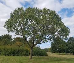 Attēlu rezultāti vaicājumam “Fraxinus excelsior”