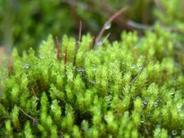 Attēlu rezultāti vaicājumam “Pohlia bulbifera”