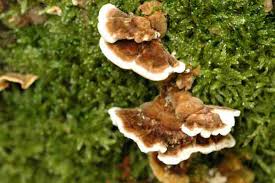 Attēlu rezultāti vaicājumam “Oxyporus”