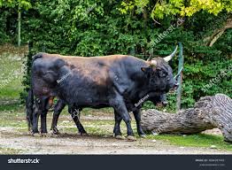 Attēlu rezultāti vaicājumam “Bos primigenius taurus”