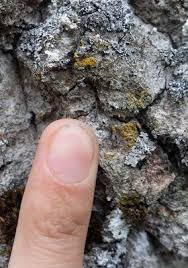 Attēlu rezultāti vaicājumam “Sclerophora coniophaea”