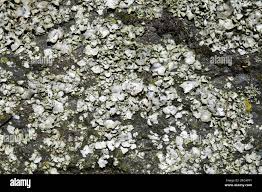 Attēlu rezultāti vaicājumam “Dermatocarpon miniatum”