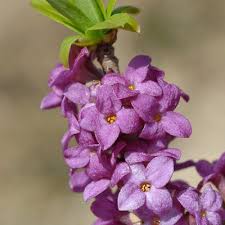 Attēlu rezultāti vaicājumam “Daphne mezereum”