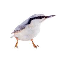 Attēlu rezultāti vaicājumam “Sitta europaea”