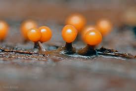 Attēlu rezultāti vaicājumam “Trichia botrytis var. cerifera”