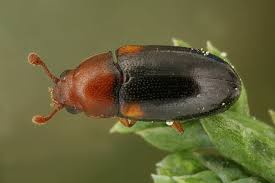 Attēlu rezultāti vaicājumam “Dacne bipustulata”