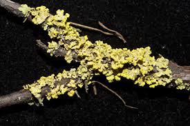 Attēlu rezultāti vaicājumam “Vulpicida pinastri”