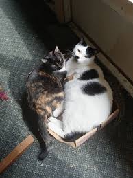 Image result for kitler