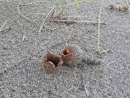 Attēlu rezultāti vaicājumam “Peziza ammophila”