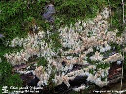 Attēlu rezultāti vaicājumam “Hydnocristella himantia”