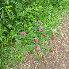 Attēlu rezultāti vaicājumam “Trifolium pratense leaf”