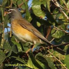 Image result for Turdus obscurus