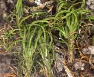 Attēlu rezultāti vaicājumam “Timmia megapolitana”