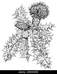 Attēlu rezultāti vaicājumam “Cirsium acaule fruit”