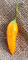 Afbeeldingsresultaat voor aji habanero hot pepper