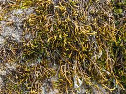 Attēlu rezultāti vaicājumam “Pseudoleskeella nervosa”