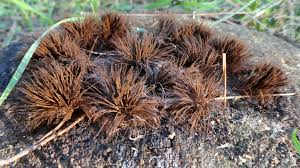 Attēlu rezultāti vaicājumam “Stemonitis splendens spores”