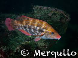 Image result for Symphodus bailloni