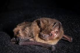 Attēlu rezultāti vaicājumam “Pipistrellus nathusii”
