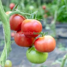 Afbeeldingsresultaat voor stump of the world tomato