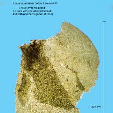Attēlu rezultāti vaicājumam “Scapania undulata”