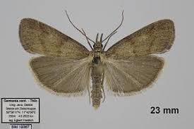 Attēlu rezultāti vaicājumam “Hypochalcia ahenella”