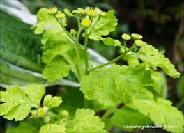 Image result for Tanacetum parthenium 'Tetraweiss'