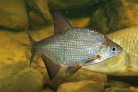 Image result for Blicca bjoerkna